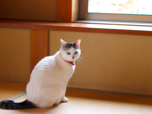 【東京都23区】ペット屋敷の片付けは片付けオンラインへ相談